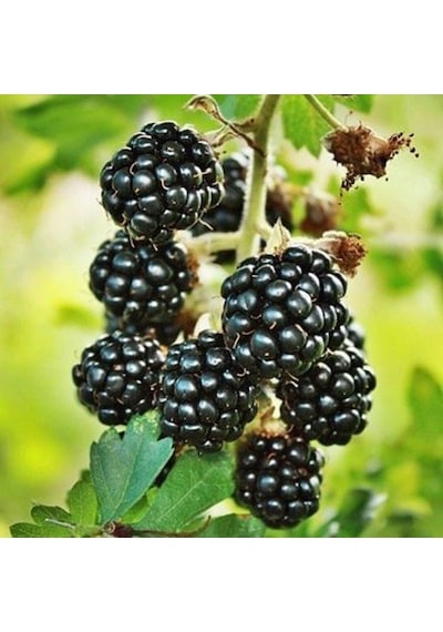 Boysenberry Böğürtlen Fidanı. Torbada