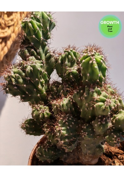 Cereus Repandus 1 Adet