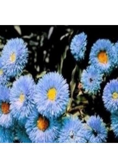 Clear Blue Erigeron Çiçeği Tohumu 50 Tohum
