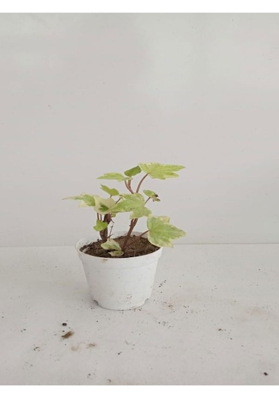 6'lı Bitki Seti Melek Kanadı+ Aşkın Göz Yaşı+ Hedera+kırmızı Milli Dikenler Tacı+mezem+pilea