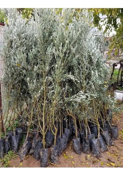 1.5 Metre Aşılı Gemlik Trilye Zeytin Fidanı 5 Yaş