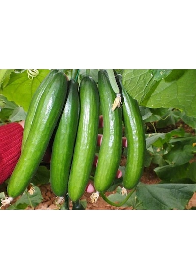 Paket 50 Tohum İthal Sırık Salatalık Tohumu +