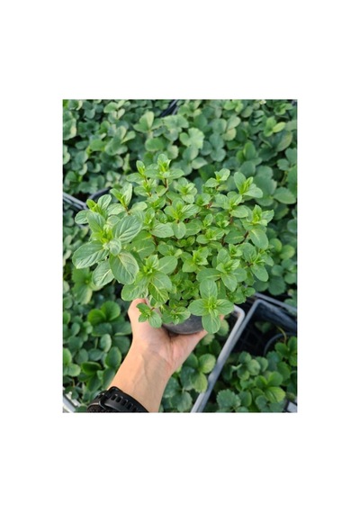 Kokulu Nane Fidanı Fidesi 10-20 Cm 5 Adet Mentha