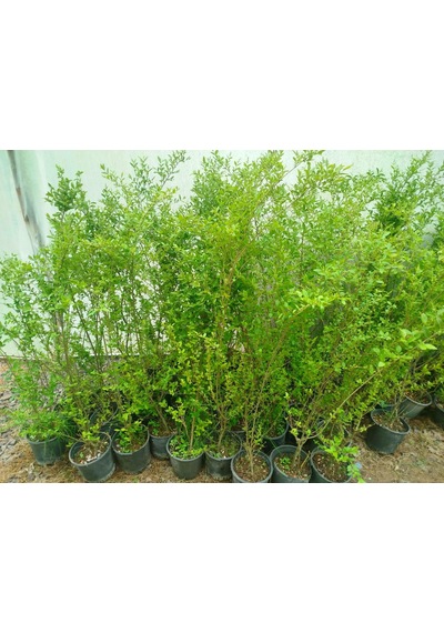 Ligustrum Sinense 5 Adet 100-120 Cm Çiçek Açan Çit Bitkisi