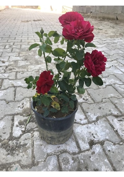 Kırmızı Yediveren Aşılı Gül Fidanı Saksıda 10-20 Cm 698755588