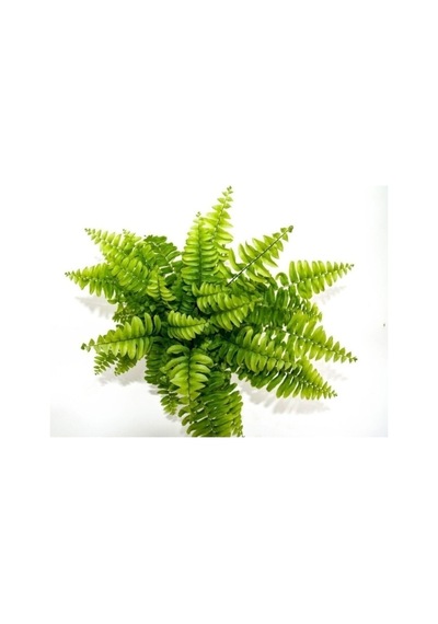 Fujer Aşk Merdiveni Nephrolepsis Exaltata 10-20 Cm