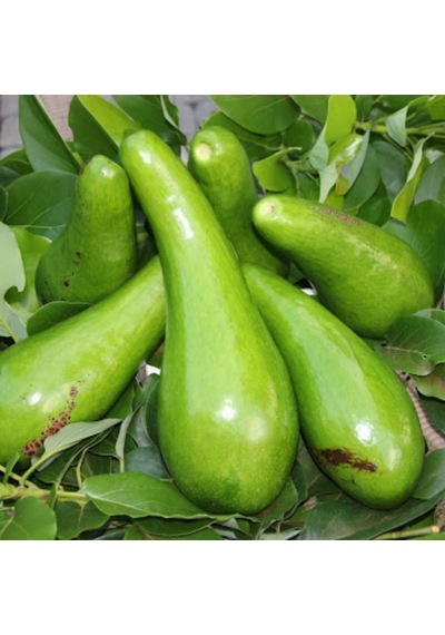 Dev Uzun Avokado Fidanı Long Neck - 2 Yaş Aşılı Sertifikalı - Gurme Çeşit Saksıya Uygun 50-70 Cm