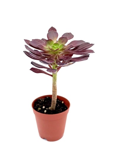 Aeonium Arboreum Var. Atropurpureum Sukulent