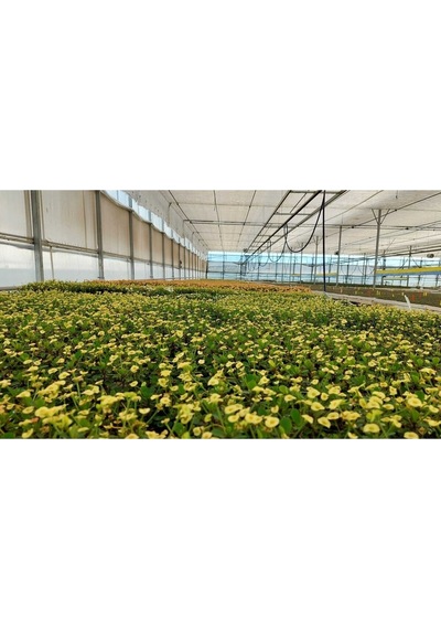 Videolu Milli Dikenler Tacı 2'li 25 40 Cm Saksılı Kaktüs Euphorbia
