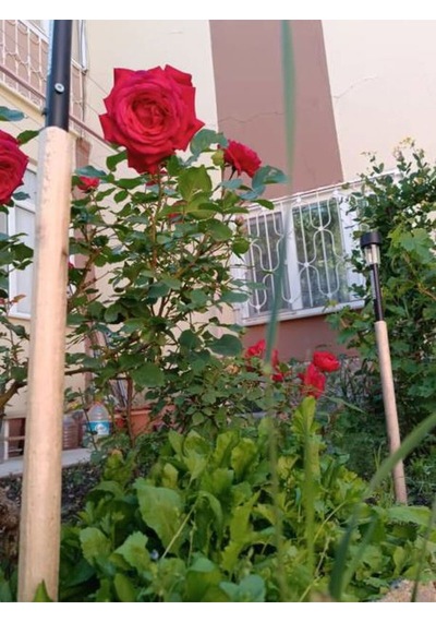 Videolu Özel Seri Gül Fidanı Kırmızı Renk 30 40 Cm 1 Adet Aşılı Gül Red Rose