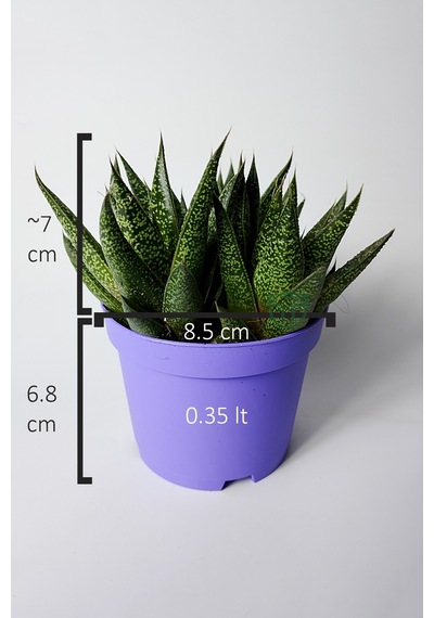 Gasteria Sukulent 3 Kök Canlı Dekoratif Ev Bitkisi Kolay Bakı