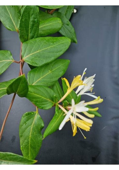 Videolu Sarı Beyaz Hanımeli Çiçeği 1 Adet Saksılı/tüplü 90-120 Cm Bahçe Bitkisi Lonicera Japonica