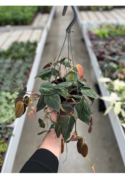 Philodendron Micans