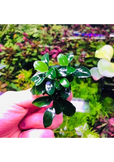 Anubias Petite Saksı Canlı Bitki 8-10 Yaprak