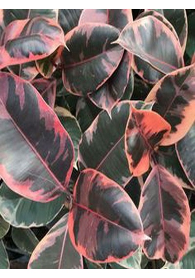 Pembe Alacalı Kauçuk Çiçeği 65-70 Cm