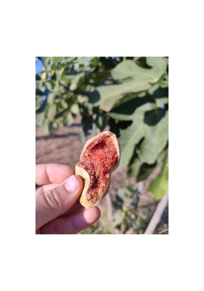 Calimyrna %100 Natural, Üreticiden Büyük Boy Ballı Aydın Germencik Inciri 1 Kg Diğer