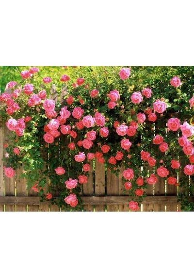Pembe Kokulu Sarmaşık Gül Fidanı yediveren - Tüplü \ 100 Cm