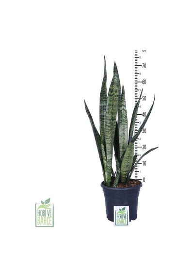 Peygamber Kılıcı Fidanı Paşa Kılıcı, Sansevieria 20-40 Cm