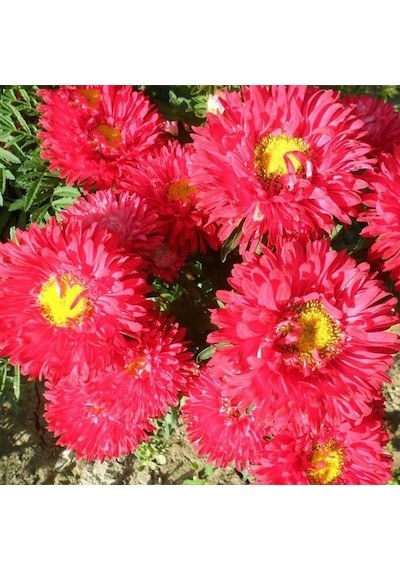 Ponpon Kırmızı Aster Çiçeği Tohumu 50 Tohum