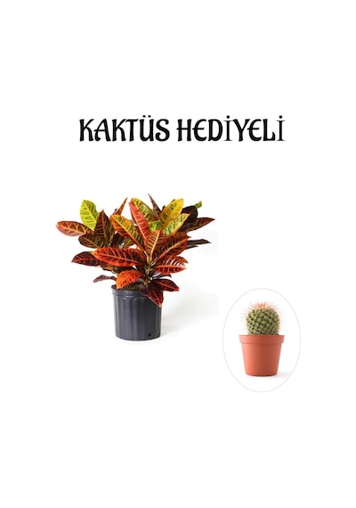Muhteşem Günümlü Kraton Çiçeği Bitkisi Sevgililer Gününe Özel Kaktüs Hediyeli