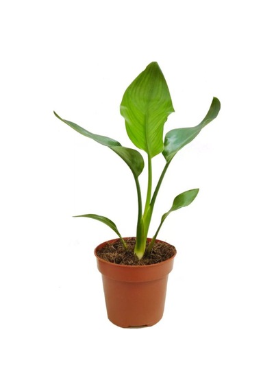 Mini Boy Starliçe Cennet Çiçeği Starliçe Çiçeği 1 Adet Saksılı 15-30cm Strelitzia
