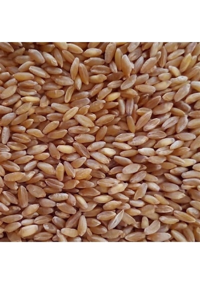 25 Kg - Yemlik Buğday Tane Güvercin - Tavuk Yemi Sarı Tane