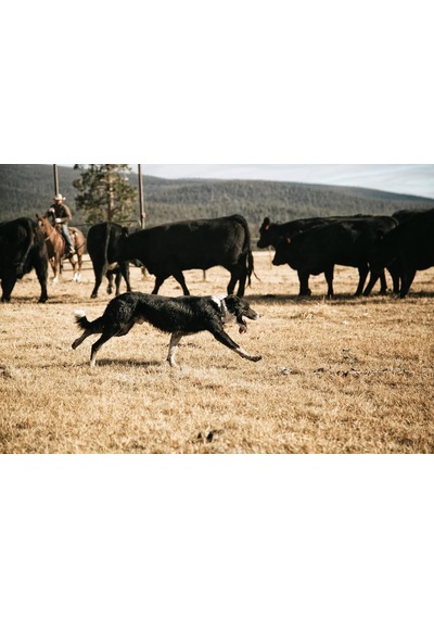 Naylon Ördek Köpek Tasması, Tamamen Ayarlanabilir Dayanıklı 2 Katlı Cordura Naylon Kanvas Köpekler İçin Tasmalar, Battaniye Şeridi, Orta Çok Renkli Naylon Ördek Köpek Tasması, Tamamen Ayarlanabilir Dayanıklı 2 Katlı Cordura Naylon Kanvas Köpekler İçin Tasmalar, Battaniye Şeridi, Orta Çok Renkli