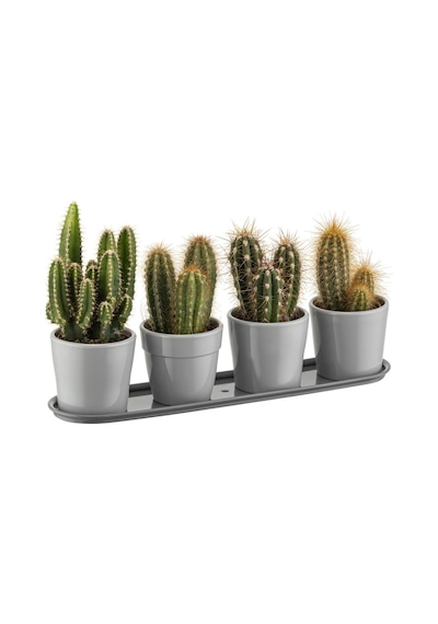 Kaktüs Saksı 4'lü Set Mint 0,12 4 Lt 295 65 65 Mm 78815779