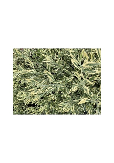 Alacalı Lavanta Fidanı 10-20 Cm