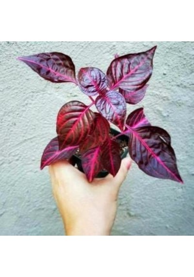 Kırmızı Çingene Şalvarı Fidanı 10-20 Cm