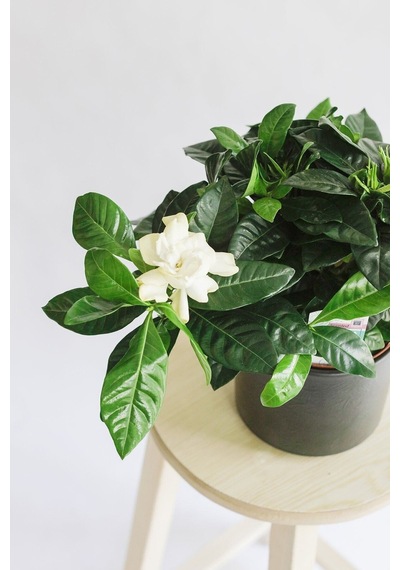 Müthiş Kokulu Öğretmen Hediyesi Gardenya Çiçeği 1 Adet Saksılı 30-40cm Gardenia Flower