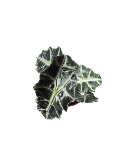 Alocasia Amazonica ‘Polly’ (Fil Kulağı) Ø12 CM H25-30 CM