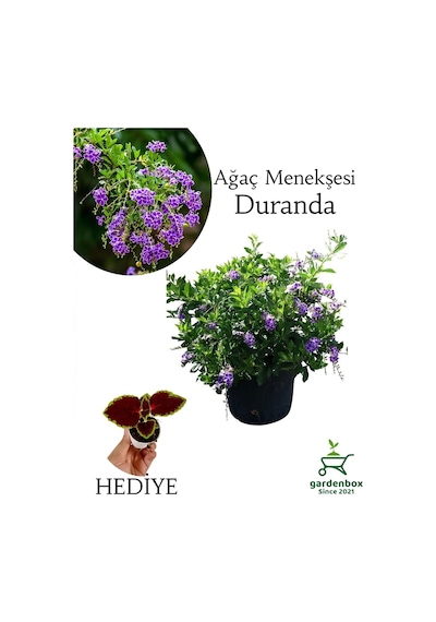 Duranda Mor Ağaç Menekşesi Çiçeği 1 Adet 30-60 Cm Saksılı +yaprak Güzeli