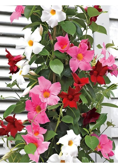 Mandevilla Mix 30 60 Cm Karışık Renkli Pembe, Kırmızı, Beyaz Saksılı Çiçekli Sarmaşık