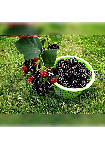 Böğürtlen Jumbo 50-75 Cm Boyunda Tüplüdür