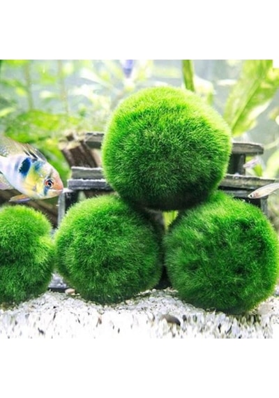 İthal Bitki Marimo Moss Ball 2-3cm Yosun Topu Canlı Bitki Kopy1-951512 Çok Renkli