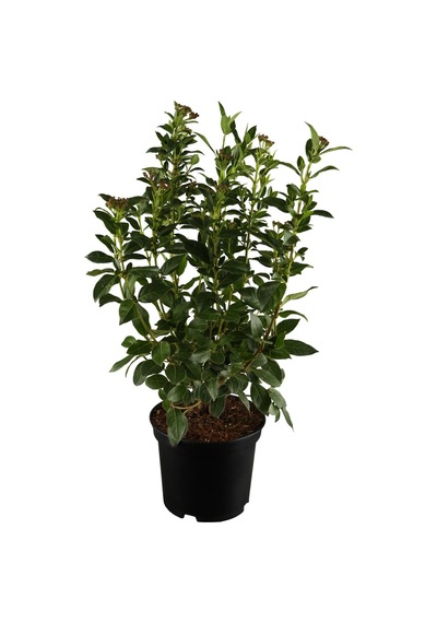 Çok Avantajlı Viburnum Kartopu+ Gaura Çiçeği 2'li Set Dış Mekan Bitkisi
