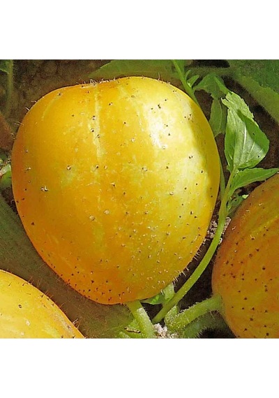 Nadir Ithal Limon Salatalık Tohumu 5 Adet Tohum Sarı Salatalık Lemon Cucumber