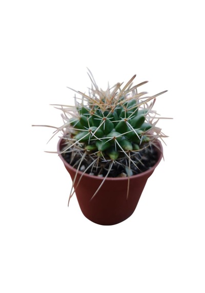 Mammillaria Magnimamma Kaktüs 8,5 Cm Lik Saksıda