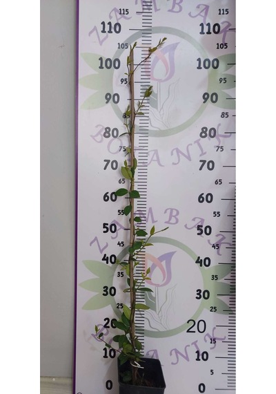 Arap Yasemini Rhyncospermum Jasminoides 40-60cm- Hoş Kokulu Ve Dayanıklı Sarmaşık Bitkisi