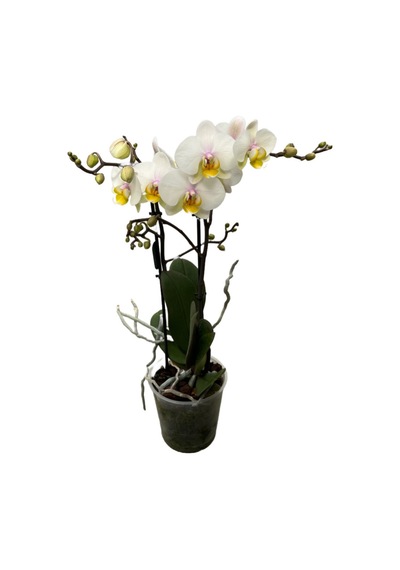 Phalaenopsis 'busy Bee' Beyaz Orkide Ø12 Cm 45-50 Cm