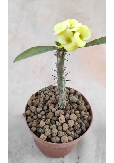 Thebestonline Strelitzia Starliçe 80-110 Cm Boyunda Tek Gövdeli Salon Bitkisi Iç Mekan Bitkisi
