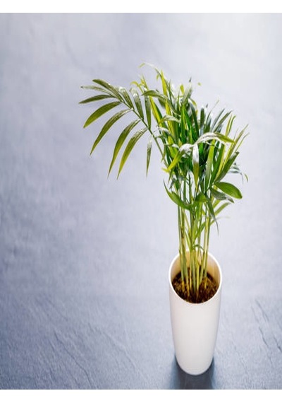 Serada Decor Plant Chamaedorea Elegans Dağ Palmiyesi 20cm 8.5 Saksıda İç Mekan Bitkisi