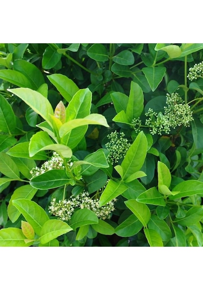 Parlak Yapraklı Kartopu – Viburnum Lucidum 30-40 cm Çit Bitkisi 1