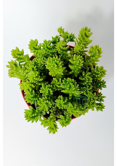 Sedum Spiral Staircase Örtücü Yayılan Çabuk Çoğalan Sukulent