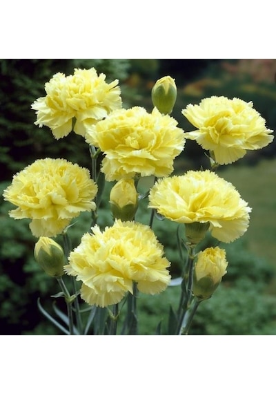 Chabaud Yellow Karanfil Çiçeği Tohumu 70 Adet