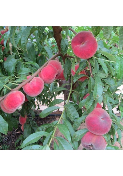 Tüplü Paraguaya Basık Yassı Domates Şeftali   Fidanı