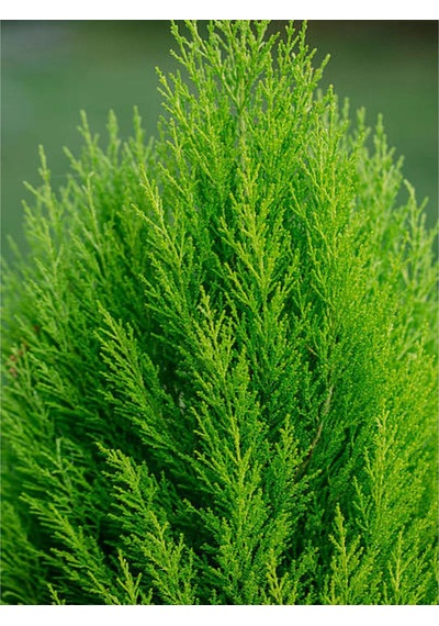 Videolu Kokulu Limon Çamı Limoni Servi 30 40 Cm 1 Adet Saksılı Dış Mekan Ağaç Cupressus Macrocarpa