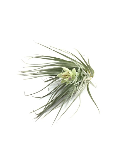Tillandsia Stricta (Hava Bitkisi)