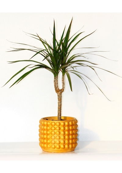 Dracaena Marginata - Ev / Ofis Bitkisi Orange Saksıda 40 Cm